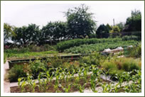 Kitchen Garden and Plant Sales