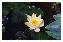 Veranda and Lily pools