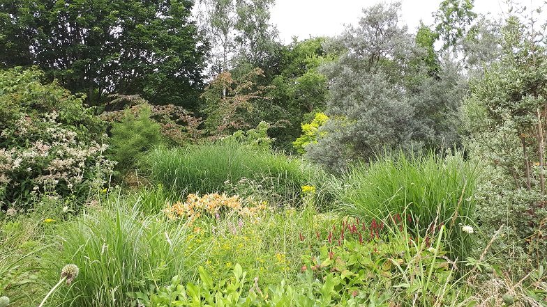 Gallery - Moors Meadow Open Gardens and Nursery - Bromyard - Herefordshire