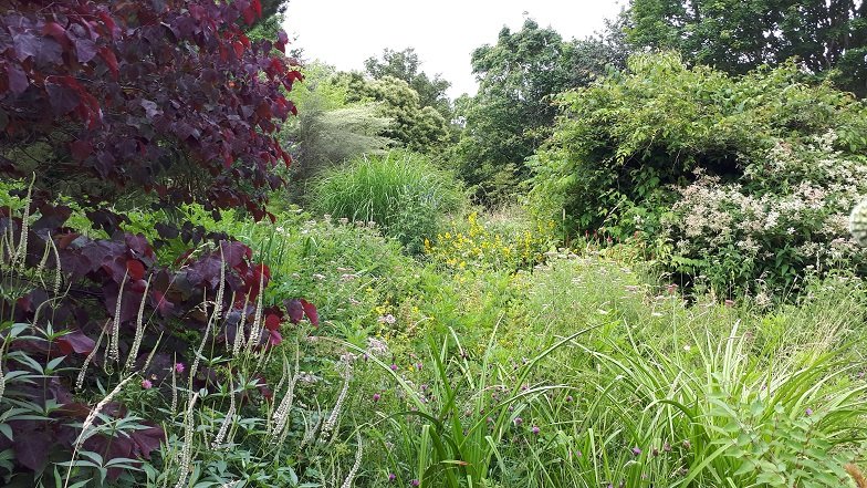 Gallery - Moors Meadow Open Gardens and Nursery - Bromyard - Herefordshire