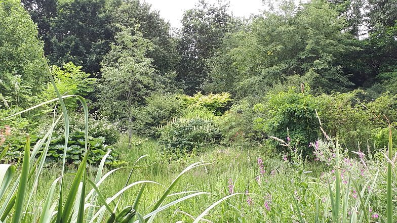 Gallery - Moors Meadow Open Gardens and Nursery - Bromyard - Herefordshire